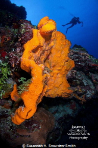 Diver and elephant ear sponge.  I like this version with ... by Susannah H. Snowden-Smith 